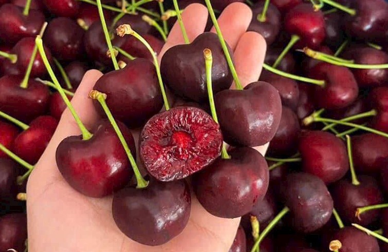 Cherry Mỹ