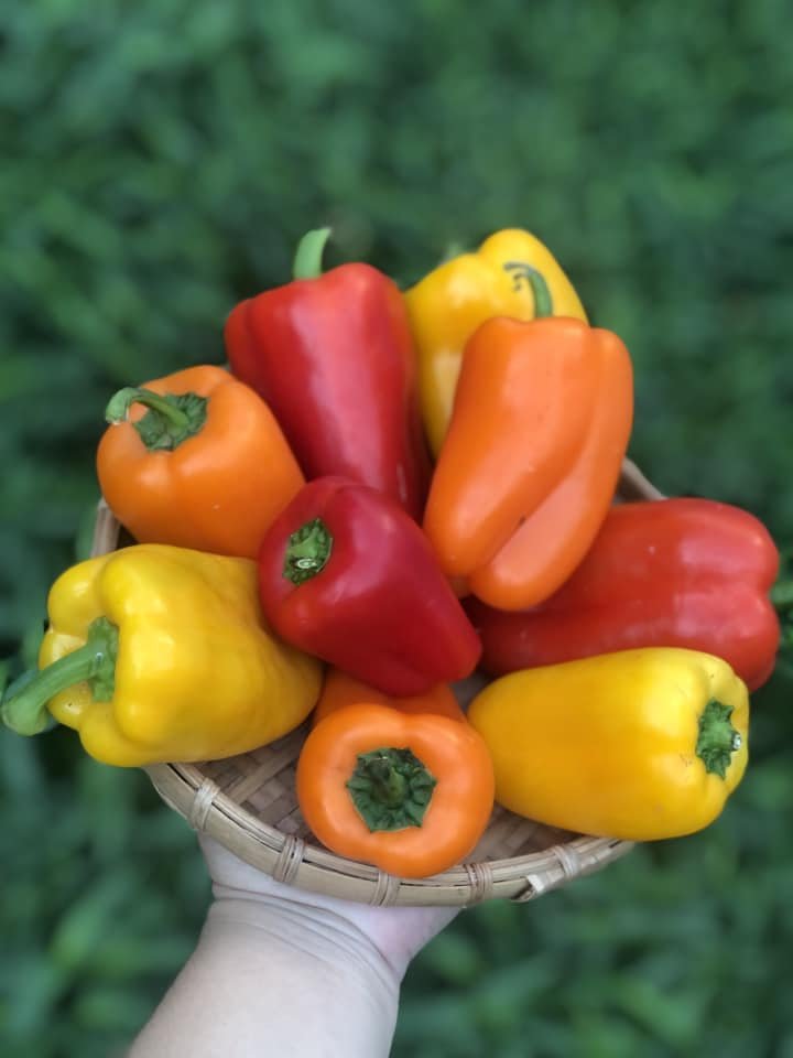 Ớt Chuông Ngọt Baby Đà Lạt