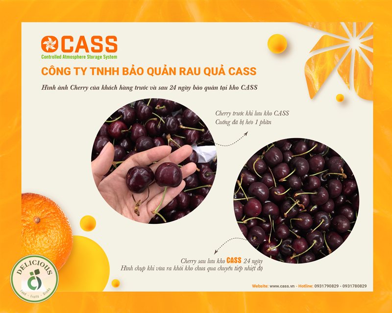 Bảo quản cherry - Tuyệt đối không rửa trước khi cất