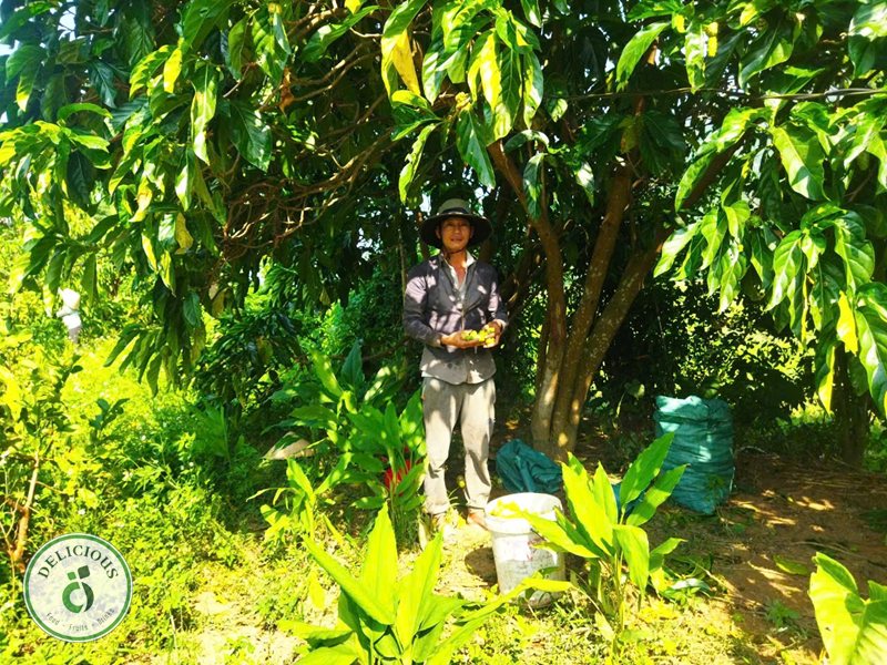 Gà ta thảo mộc - Quan sát con gà trước khi trả tiền