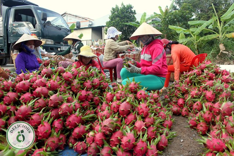 Trái cây nhập khẩu Trung thu - Độ bền — quả nào chịu được vài ngày trên mâm